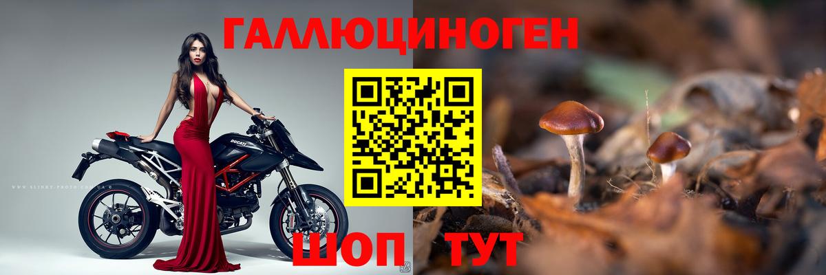 Галлюциногенные грибы Psilocybine cubensis Сургут